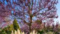 Pflanzen Baum auszugsweise Gst