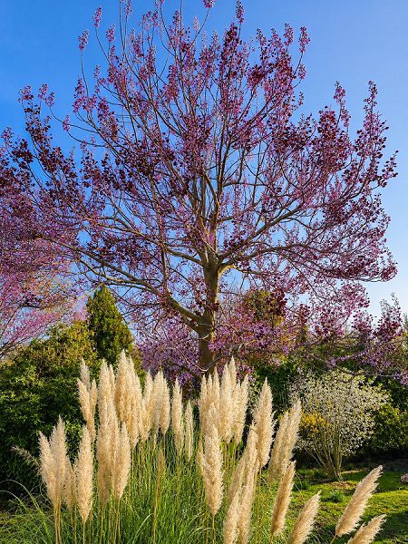 Pflanzen Baum auszugsweise Gst