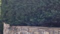 Natursteinmauer Einfriedungen